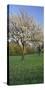 Austria, Burgenland, Forchtenstein, Blossoming Cherry Trees-Rainer Mirau-Stretched Canvas