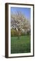 Austria, Burgenland, Forchtenstein, Blossoming Cherry Trees-Rainer Mirau-Framed Photographic Print