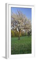 Austria, Burgenland, Forchtenstein, Blossoming Cherry Trees-Rainer Mirau-Framed Photographic Print