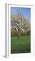 Austria, Burgenland, Forchtenstein, Blossoming Cherry Trees-Rainer Mirau-Framed Photographic Print