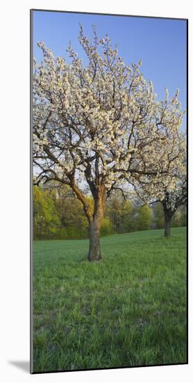 Austria, Burgenland, Forchtenstein, Blossoming Cherry Trees-Rainer Mirau-Mounted Photographic Print