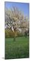 Austria, Burgenland, Forchtenstein, Blossoming Cherry Trees-Rainer Mirau-Mounted Photographic Print