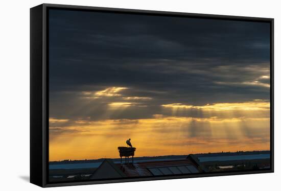 Austria, Burgenland, Morbisch at Sunrise-Udo Bernhart-Framed Stretched Canvas