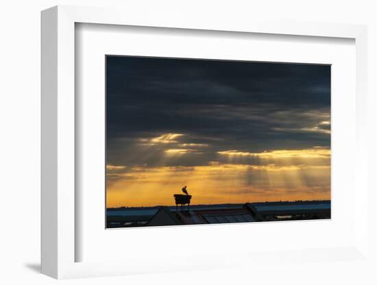 Austria, Burgenland, Morbisch at Sunrise-Udo Bernhart-Framed Photographic Print