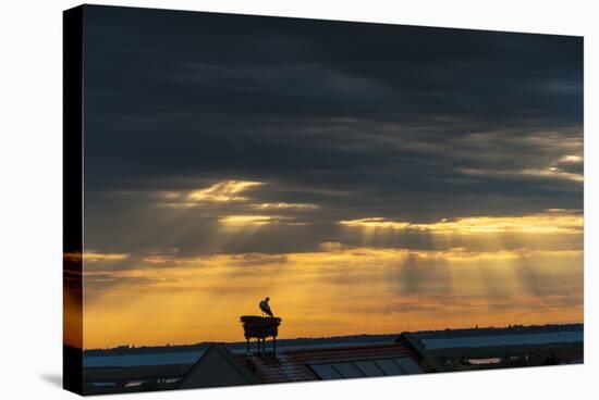 Austria, Burgenland, Morbisch at Sunrise-Udo Bernhart-Stretched Canvas