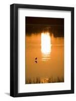 Austria, Burgenland, Neusiedlersee (Lake), Fertš National Park, Water, Bird, Sundown-Rainer Mirau-Framed Photographic Print