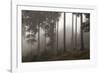 Austria, Carinthia, mountain wood, fog,-Simone Wunderlich-Framed Photographic Print