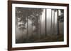 Austria, Carinthia, mountain wood, fog,-Simone Wunderlich-Framed Photographic Print