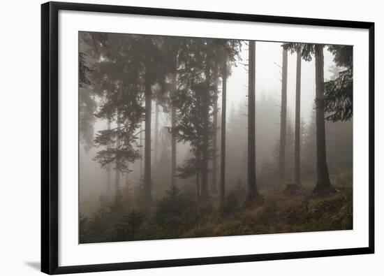 Austria, Carinthia, mountain wood, fog,-Simone Wunderlich-Framed Photographic Print