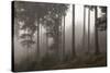 Austria, Carinthia, mountain wood, fog,-Simone Wunderlich-Stretched Canvas