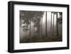 Austria, Carinthia, mountain wood, fog,-Simone Wunderlich-Framed Photographic Print
