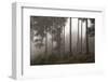 Austria, Carinthia, mountain wood, fog,-Simone Wunderlich-Framed Photographic Print