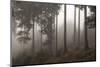 Austria, Carinthia, mountain wood, fog,-Simone Wunderlich-Mounted Photographic Print