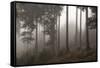 Austria, Carinthia, mountain wood, fog,-Simone Wunderlich-Framed Stretched Canvas