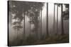 Austria, Carinthia, mountain wood, fog,-Simone Wunderlich-Stretched Canvas