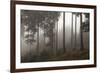 Austria, Carinthia, mountain wood, fog,-Simone Wunderlich-Framed Photographic Print