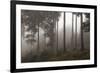 Austria, Carinthia, mountain wood, fog,-Simone Wunderlich-Framed Photographic Print