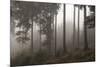 Austria, Carinthia, mountain wood, fog,-Simone Wunderlich-Mounted Photographic Print