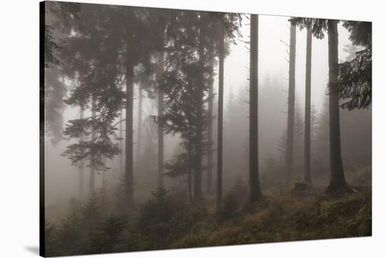 Austria, Carinthia, mountain wood, fog,-Simone Wunderlich-Stretched Canvas
