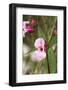 Austria, copper tops, Impatiens glandulifera-Roland T. Frank-Framed Photographic Print