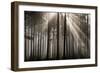 Austria Forest Light-Charles Bowman-Framed Photographic Print