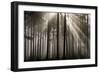 Austria Forest Light-Charles Bowman-Framed Photographic Print