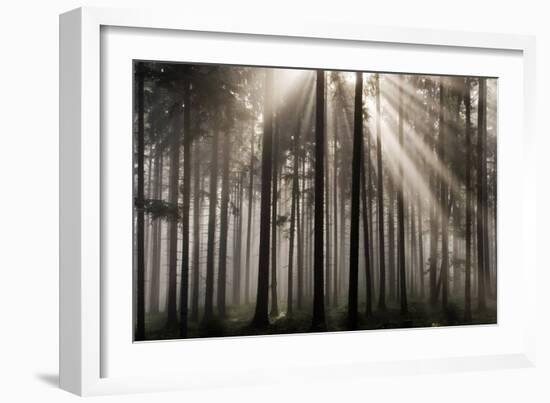 Austria Forest Light-Charles Bowman-Framed Photographic Print