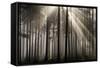 Austria Forest Light-Charles Bowman-Framed Stretched Canvas