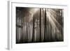 Austria Forest Light-Charles Bowman-Framed Photographic Print