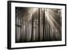 Austria Forest Light-Charles Bowman-Framed Photographic Print