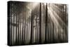 Austria Forest Light-Charles Bowman-Stretched Canvas