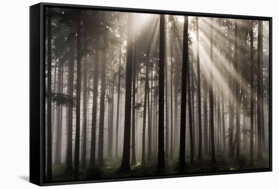 Austria Forest Light-Charles Bowman-Framed Stretched Canvas