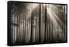 Austria Forest Light-Charles Bowman-Framed Stretched Canvas