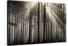 Austria Forest Light-Charles Bowman-Stretched Canvas