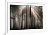 Austria Forest Light-Charles Bowman-Framed Photographic Print