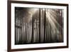 Austria Forest Light-Charles Bowman-Framed Photographic Print