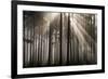 Austria Forest Light-Charles Bowman-Framed Photographic Print