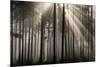 Austria Forest Light-Charles Bowman-Mounted Photographic Print