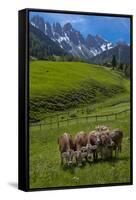 Austria, Kemater Alp, Mountain Pasture, Cows,-Ludwig Mallaun-Framed Stretched Canvas