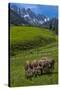 Austria, Kemater Alp, Mountain Pasture, Cows,-Ludwig Mallaun-Stretched Canvas