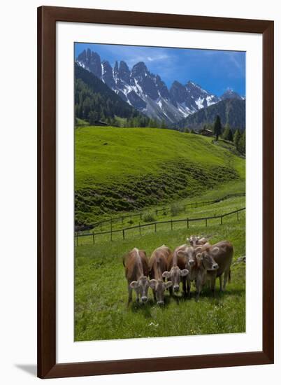 Austria, Kemater Alp, Mountain Pasture, Cows,-Ludwig Mallaun-Framed Photographic Print