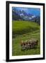 Austria, Kemater Alp, Mountain Pasture, Cows,-Ludwig Mallaun-Framed Photographic Print