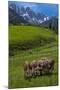 Austria, Kemater Alp, Mountain Pasture, Cows,-Ludwig Mallaun-Mounted Photographic Print