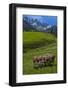 Austria, Kemater Alp, Mountain Pasture, Cows,-Ludwig Mallaun-Framed Photographic Print