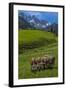 Austria, Kemater Alp, Mountain Pasture, Cows,-Ludwig Mallaun-Framed Photographic Print