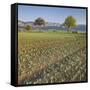 Austria, Lower Austria, Fields, Hohe Wand-Rainer Mirau-Framed Stretched Canvas