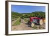 Austria, Lower Austria, Gumpoldskirchen, Vineyards-Gerhard Wild-Framed Photographic Print