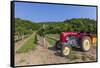 Austria, Lower Austria, Gumpoldskirchen, Vineyards-Gerhard Wild-Framed Stretched Canvas