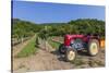 Austria, Lower Austria, Gumpoldskirchen, Vineyards-Gerhard Wild-Stretched Canvas