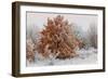 Austria, Lower Austria, Mšdling, Eichkogel, Hoarfrost, Oaks, Frost-Rainer Mirau-Framed Photographic Print